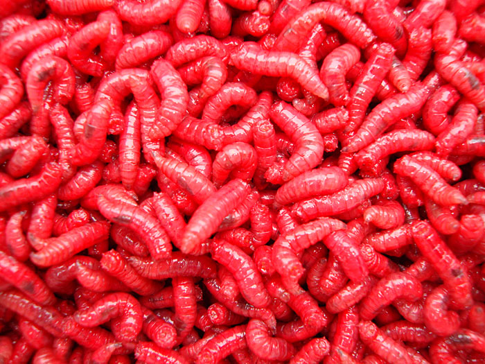 Maggot farm supplying wholesale bait products – Ouse Valley Bait